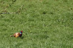 17 04 2022 The Netherlands, Beemster