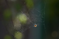 Spiderweb