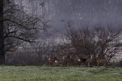 R3_04178-1_LocalDeer