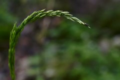 R3_08050_tick