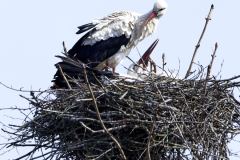 11 04 2022 The Netherlands, Dalen