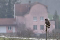 buizerd