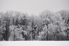 Forestboader with hoarfrost