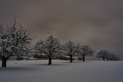 Cherry trees by night 1