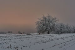 Cherry trees by night 2