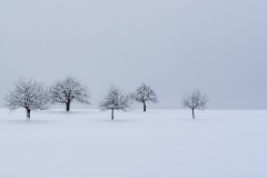 5 Cherry Landscape