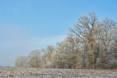 Frost in rees