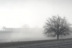 Foggy view