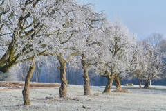 Cherrytrees with Frost
