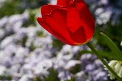 20.04.2022 Tulip on Boderline