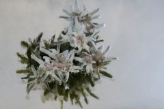 30.01.2022 Frozen Edelweiss